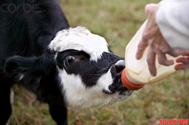 Фото 4. Заменитель цельного молока сухое молоко для телят поросят козлят