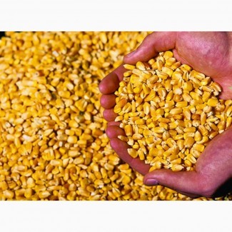 Реализуем кукурузу расфасовано в мешках по 50 кг