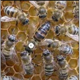Продам Пчеломатки Неплодные Украинская Степная меченые белым маркером