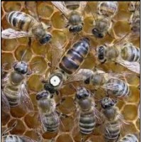 Продам Пчеломатки Неплодные Украинская Степная меченые белым маркером