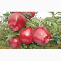 Продаєм садженці яблуні найпопулярніших сортів