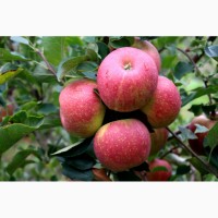 Продаєм садженці яблуні найпопулярніших сортів