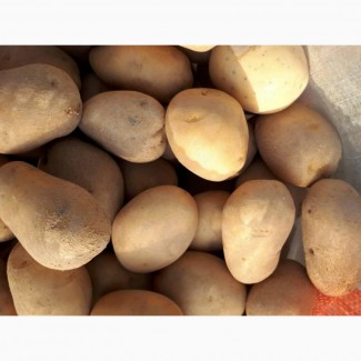 Продажа картофеля товарного оптом в Харькове