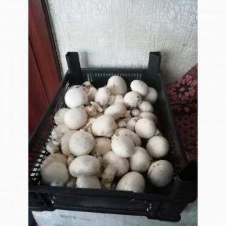 Продаем грибы шампиньоны