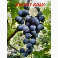 Черенки и саженцы технических(винных) сортов винограда