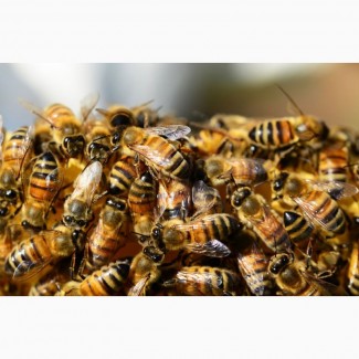 Продам бджоли