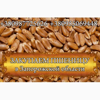 Закупаем пшеницу 2кл, 3кл, фуражное зерно, Запорожская обл