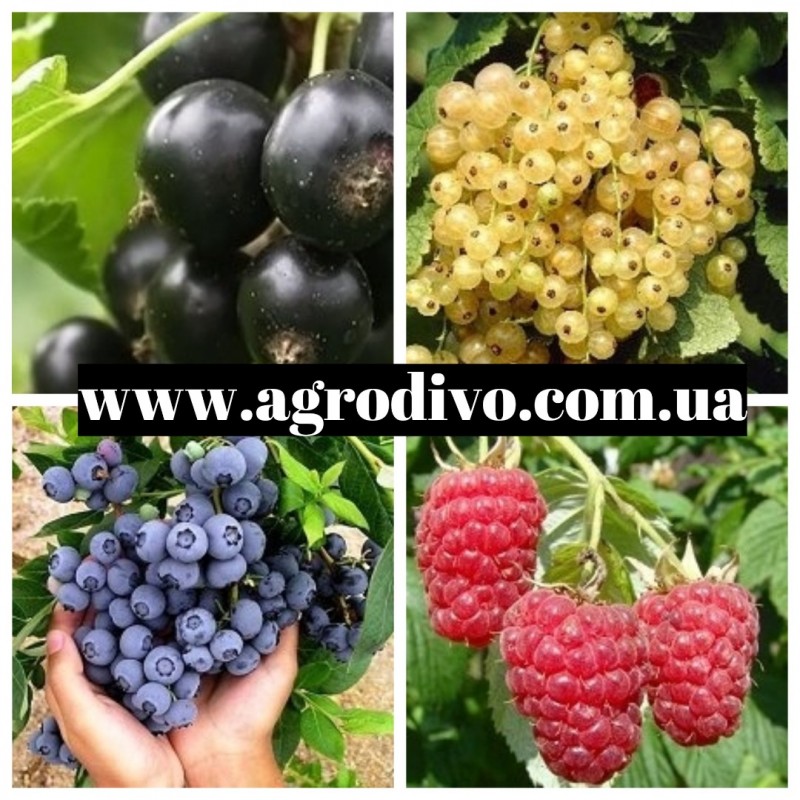 Фото 5. Фундук, нектарин, яблони, груши, сливы, абрикосы, черешни на Agrodivo. com.ua