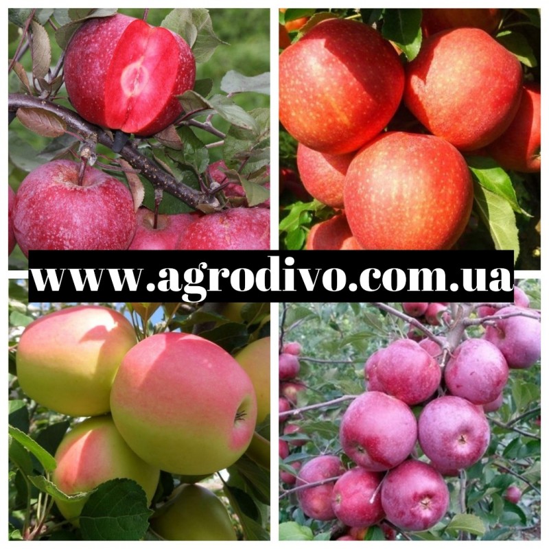Фото 6. Фундук, нектарин, яблони, груши, сливы, абрикосы, черешни на Agrodivo. com.ua