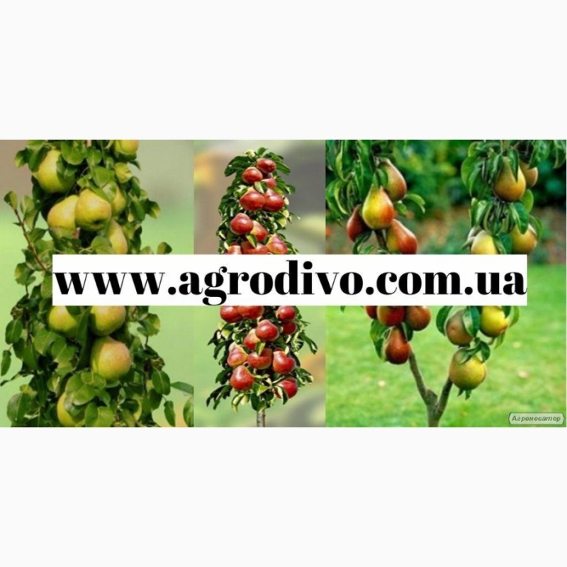 Фото 2. Фундук, нектарин, яблони, груши, сливы, абрикосы, черешни на Agrodivo. com.ua