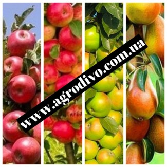 Фундук, нектарин, яблони, груши, сливы, абрикосы, черешни на Agrodivo. com.ua