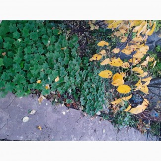 Саженцы уличной герани, почвопокровное растение 3шт-50гр