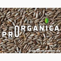 Зерно Ржи Органической для Проращивания, 1кг, сертифицировано