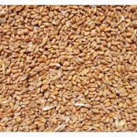 Закупаем фуражную пшеницу, кукурузу, бой кукурузы, пшеницы по Винницкая, Николаевская обл