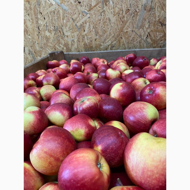 Фото 3. Продамо яблука від виробника, сорти Голден, Чемпіон, Фуджі, Ред Джона Принц