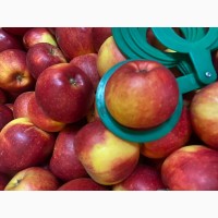 Продамо яблука від виробника, сорти Голден, Чемпіон, Фуджі, Ред Джона Принц
