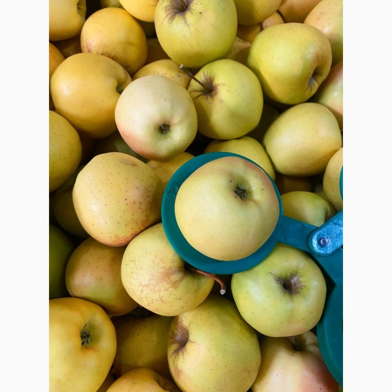 Фото 2. Продамо яблука від виробника, сорти Голден, Чемпіон, Фуджі, Ред Джона Принц