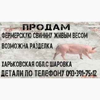 Продам свинину живым весом, Харьков