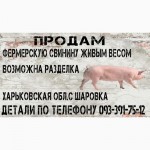 Продам свинину живым весом, Харьков