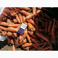 Продам морковь на перероботку сорт Абака