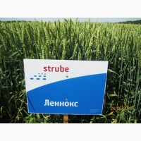 Продам насіння пшениці Ленокс (дворучка) від Штрубе
