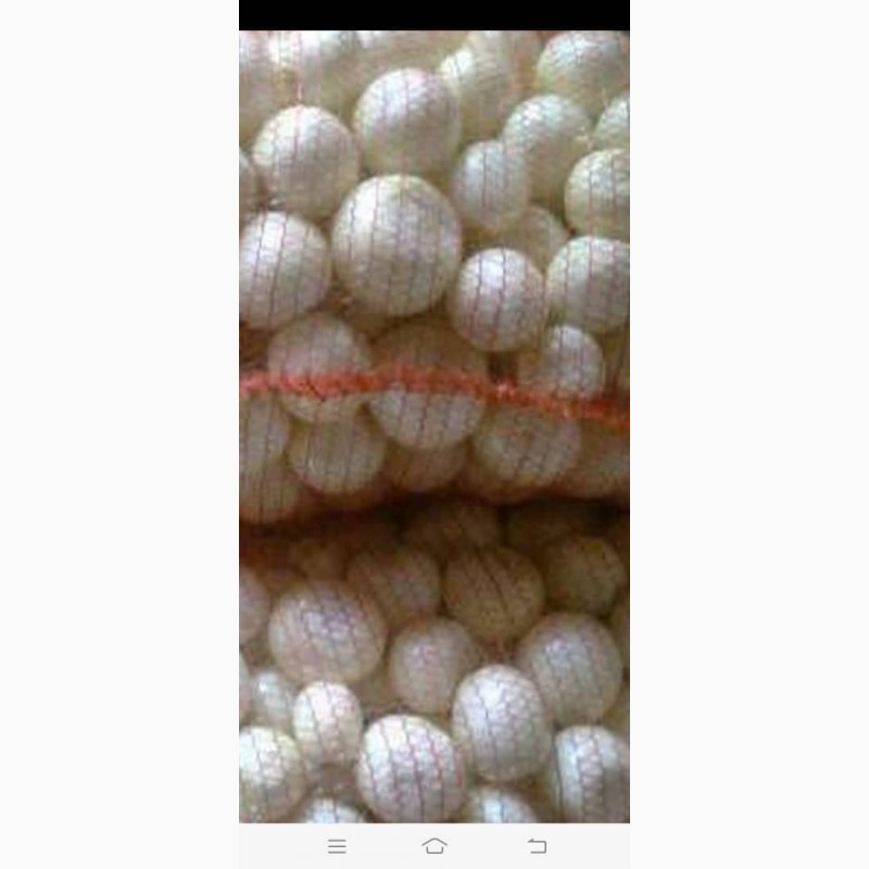 Фото 4. Продам лук репчатый и чищеный от производителя с Узбекистана