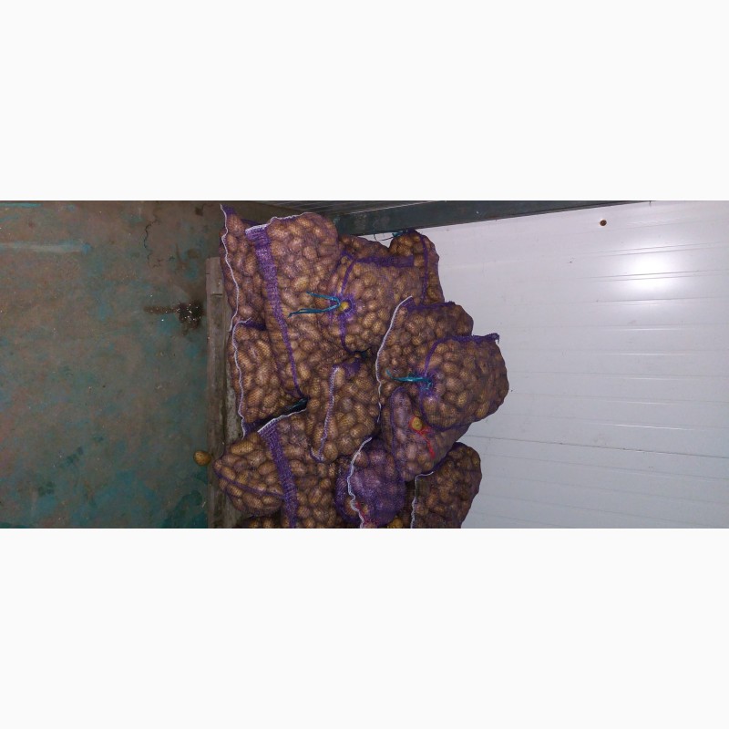 Фото 3. Фермерське господарство реалізує насінневу картоплю
