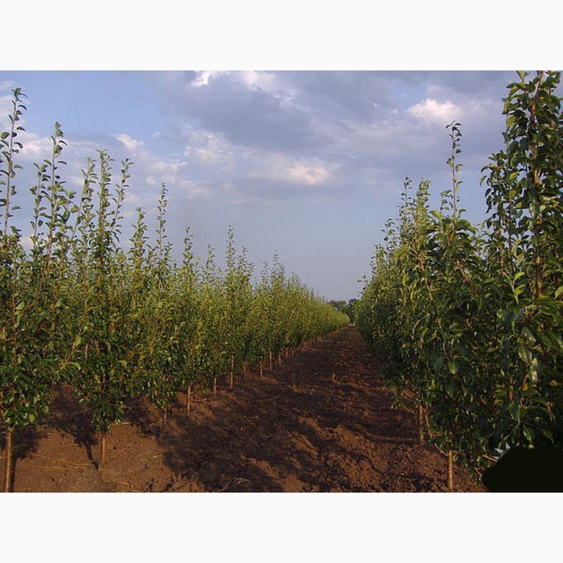 Фото 4. Продам сельхоз.производство в Одессе