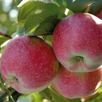 Саженцы яблони груши большой ассортимент сортов опт и розница