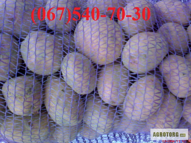 Фото 3. Продам картофель элита, поосадочный, продовольственный