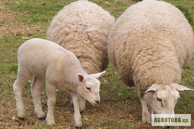 Фото 2. Продам овец, продам овец с ягнятами, продам ягнят, продам баранов, овцы, ягнята