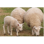 Продам овец, продам овец с ягнятами, продам ягнят, продам баранов, овцы, ягнята