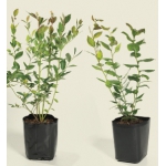 Саженцы голубики высокорослой (садовой, канадской, лат. Vaccinium Corymbosum) от производи