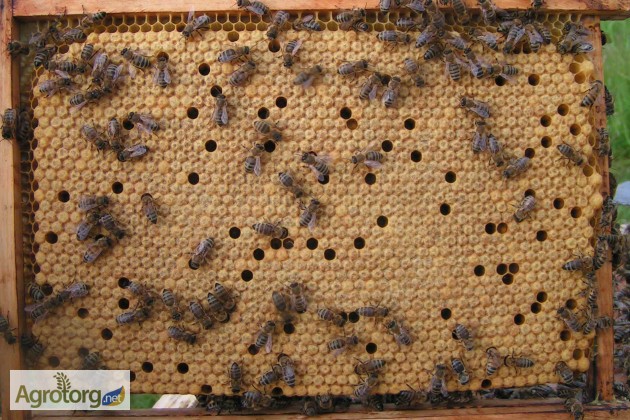 Пчелосемьи карпатской породы