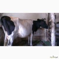 Корова дійна, спокійна, мягка, молочна, тільна, 12 років, с.Горбачі