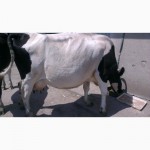 Корова дійна, спокійна, мягка, молочна, тільна, 12 років, с.Горбачі