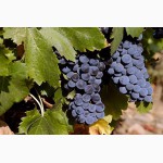 Продам виноград технічних (європейских) сортів