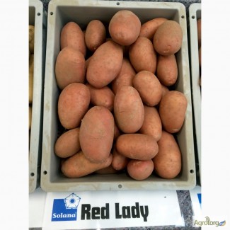 Продам Дешево семенной картофель / насіннєва картопля