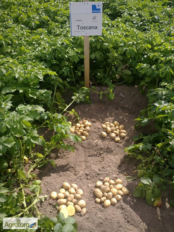 Фото 2. Продам Дешево семенной картофель / насіннєва картопля