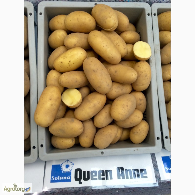 Фото 7. Продам Дешево семенной картофель / насіннєва картопля