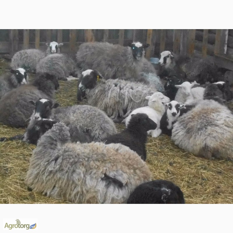 Фото 2. Продам овец Романовской породы