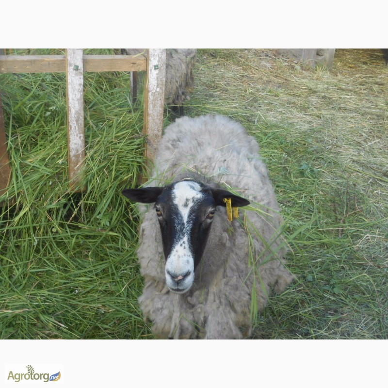 Продам овец Романовской породы