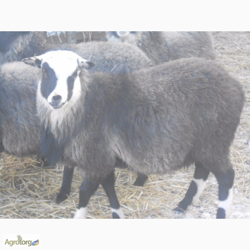 Фото 4. Продам овец Романовской породы