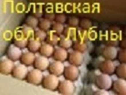 Яйца инкубационные мясных, мясо-яичных, яичных пород