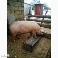 Продам свиней живим весом