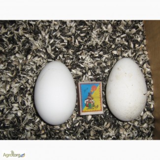 Продам Яйцо гусиное (инкубационное)