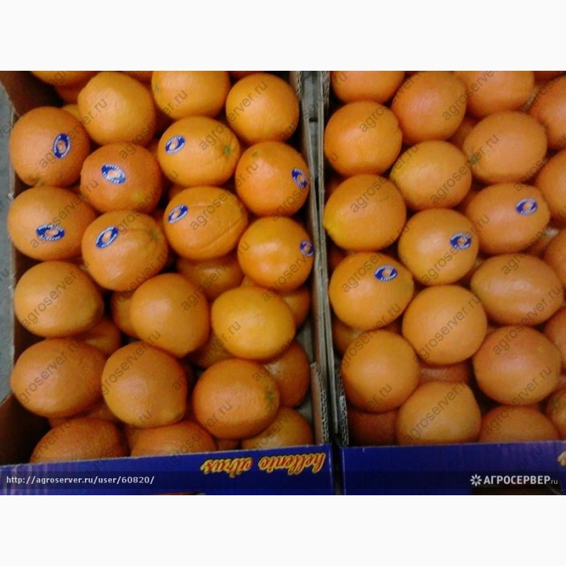 Фото 2. Продаем апельсины мандарины