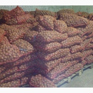 Продажа картофеля для переработки