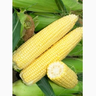 Семена кукурузы Яровец 243 МВ ФАО 240