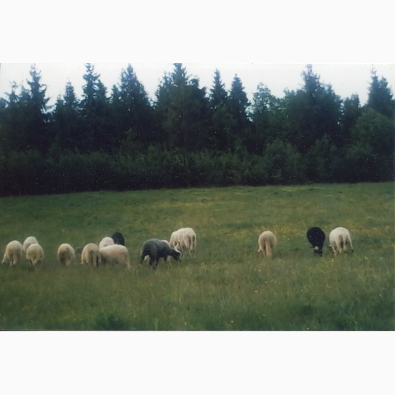 Вівці карпатської породи